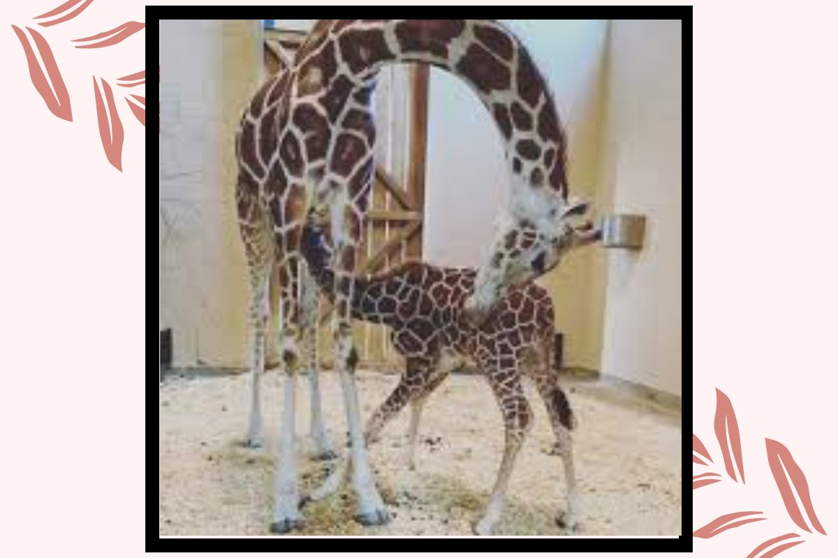 Pregnant Giraffe Surprises Virginia Zoo